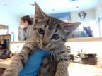 Adopt SONIC a Brown Tabby Domestic Shorthair / Mixed (short coat) cat in