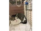 Adopt GERTRUDE a Brown Tabby Domestic Shorthair / Mixed (short coat) cat in