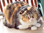 Adopt ROSEMARY a Calico or Dilute Calico Domestic Shorthair / Mixed (short coat)