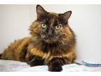 Adopt MOCHA a Black (Mostly) Domestic Shorthair / Mixed (short coat) cat in West