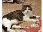 Adopt Jaxon a White Domestic Mediumhair / Mixed cat in Mackinaw, IL (34683396)