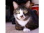 Adopt Steve a Tiger Striped American Shorthair (medium coat) cat in Coatesville