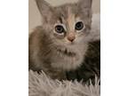 Adopt Pebbles a Calico or Dilute Calico Calico (short coat) cat in Sugar Land