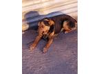 Adopt Cowboy a Black - with Tan, Yellow or Fawn Australian Cattle Dog / Mixed