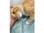 Adopt Christopher a Orange or Red (Mostly) Domestic Shorthair (short coat) cat