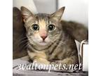 Adopt Grayson #8764 a Calico or Dilute Calico Domestic Shorthair / Mixed (short