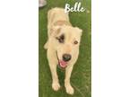 Adopt Belle a White Great Pyrenees / Mixed dog in Louisburg, NC (34683328)