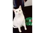 Adopt Bella a White American Shorthair / Mixed cat in Euless, TX (34683326)