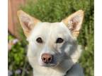 Adopt Eden a Jindo / Mixed dog in San Ramon, CA (34682577)