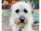 Adopt Kion a Terrier (Unknown Type, Medium) / Mixed dog in San Ramon