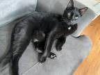 Adopt Diamond Della Clayton a All Black Domestic Shorthair / Mixed cat in