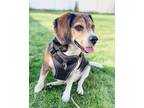 Adopt Buster a Brown/Chocolate Beagle / Mixed dog in Woodlyn, PA (34656779)