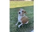 Adopt Toby a Tan/Yellow/Fawn - with White Beagle / Mixed dog in College Station