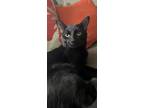 Adopt Onyx a All Black American Shorthair / Mixed (medium coat) cat in