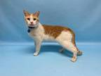 Adopt BartholoMEW a Orange or Red Domestic Shorthair / Mixed cat in Golden