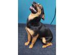 Adopt Bear a Black - with Tan, Yellow or Fawn Miniature Pinscher / Mixed dog in
