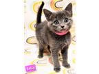 Adopt Salsa a Domestic Shorthair / Mixed cat in Ellijay, GA (34682858)