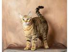 Adopt Chelsea a American Shorthair / Mixed cat in Little Elm, TX (34682861)