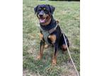 Adopt General a Black - with Tan, Yellow or Fawn Rottweiler / Mixed dog in