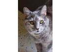 Adopt Belle a Gray or Blue Domestic Shorthair / Domestic Shorthair / Mixed cat