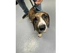Adopt Poxie Loxie a Brindle Basset Hound / Mixed dog in Daytona Beach