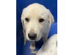 Adopt 50164198 a Tan/Yellow/Fawn Labrador Retriever / Mixed dog in San Marcos