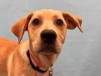 Adopt Milly a Tan/Yellow/Fawn Labrador Retriever / Mixed dog in Golden Valley