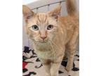 Adopt Mills a Orange or Red Domestic Shorthair / Domestic Shorthair / Mixed cat