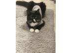 Adopt Lucille a Black & White or Tuxedo Domestic Longhair / Mixed (long coat)