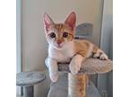 Adopt Bramble a Orange or Red Tabby Domestic Shorthair (short coat) cat in