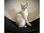 Adopt Memphis a Cream or Ivory (Mostly) Bengal (short coat) cat in
