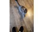 Adopt Clover a Gray or Blue (Mostly) Russian Blue / Mixed (medium coat) cat in
