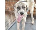 Adopt Griff a White Great Pyrenees / Anatolian Shepherd dog in Vail