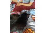 Adopt Khole a Black (Mostly) Burmese / Mixed (short coat) cat in Tacoma