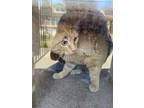 Adopt TRICYCLE a Orange or Red Domestic Shorthair / Mixed (short coat) cat in