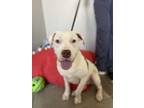 Adopt Mary Puppins* a White Mixed Breed (Medium) / Mixed dog in Anderson