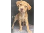 Adopt 50150901 a Red/Golden/Orange/Chestnut American Pit Bull Terrier / Labrador