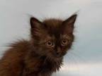 Adopt Brooklyn a All Black Domestic Shorthair / Domestic Shorthair / Mixed cat