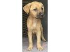 Adopt 50150935 a Red/Golden/Orange/Chestnut American Pit Bull Terrier / Labrador