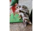 Adopt Rosemary a Gray, Blue or Silver Tabby Domestic Shorthair (short coat) cat