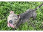 Adopt Timmy a Gray/Blue/Silver/Salt & Pepper American Pit Bull Terrier / Mixed