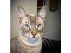 Adopt Oakley a Spotted Tabby/Leopard Spotted Bengal (short coat) cat in