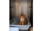 Adopt Scarlet a Domestic Mediumhair / Mixed (short coat) cat in Heber