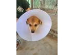 Adopt Bailey a Husky / Labrador Retriever / Mixed dog in Ocala, FL (34682988)