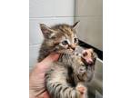 Adopt Piglet a American Shorthair / Mixed (short coat) cat in WILSON