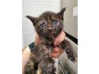 Adopt Moonpie a American Shorthair / Mixed (short coat) cat in WILSON