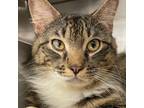 Adopt Nelson a Domestic Mediumhair / Mixed (short coat) cat in New York