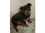 Adopt Roxas a Rottweiler / Mixed dog in Ocala, FL (34682998)