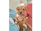 Adopt Monk a Mixed Breed (Medium) / Mixed dog in Ocala, FL (34682995)