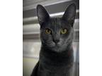 Adopt Blueberry a Gray or Blue Domestic Shorthair (short coat) cat in